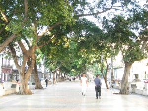 The tree-canopied Prado.