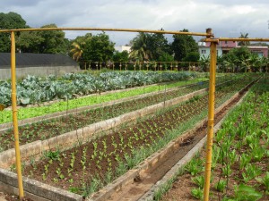 Cuba is trying to import less food and encourages use of empty lots in the city for gardens.