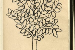 Cherry Tree Legend 15