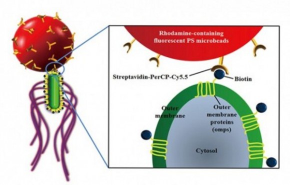 bacteriobot2