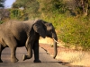 safari-106