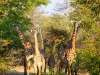 safari-108