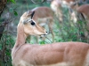safari-124