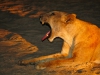 safari-14