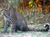safari-146