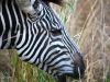 safari-175