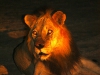 safari-204