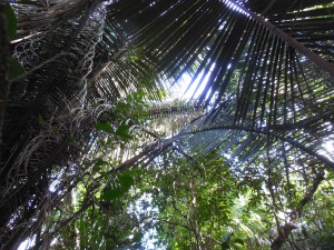 Reflections in the rainforest