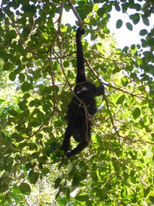 Howler monkey!