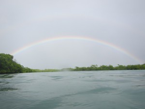 Rainbow over the mangroves. Photo by Savannah Judge.