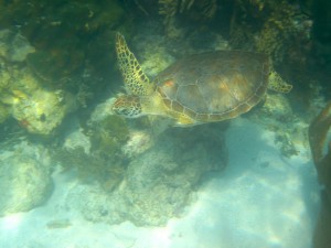A green sea turtle poses before darting away from our group. 