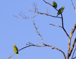 Red Lored Parrots chatter in the branches of a dead tree.