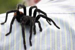 Mexican red-rumped tarantula. Photo by Sarabeth George.