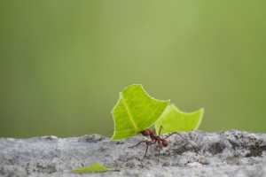 Leaf cutter ants hard at work.