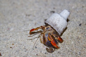 A Coenobita clypeatus hermit crab uses a plastic glue cap in the place of a gastropod shell.
