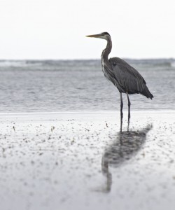 A yellow crowned night heron, one of the few birds that frequents the Caye, fishes in the shallows near the mangroves.