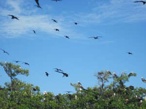 Hundreds of Frigate birds are circling this island trying to find a mate.