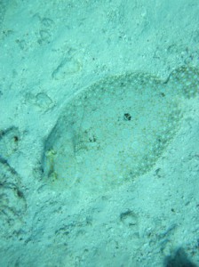 Can you find the camouflaged creature in the picture? Hint: He is Ariel's (the Little Mermaid's) best friend.
