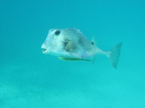 This little guy appears to have picked up a hitch hiker! A small yellow Ramora is attached to its underside to collect extra food that its friend doesn't eat.