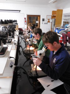 Lots of plankton "in de scopes!"