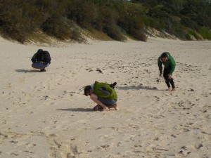 Identifying carbonate grains in the beach at Warwick Long Bay