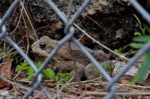 toad