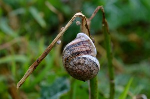 land snail. Bermuda