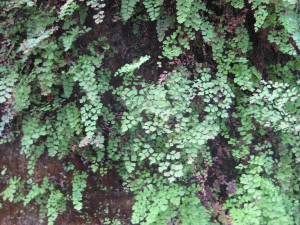 IMG_0969