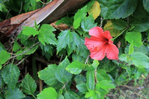 IMG_1518