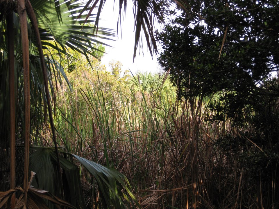 A freshwater marsh created well above sea level on Nonsuch Island.