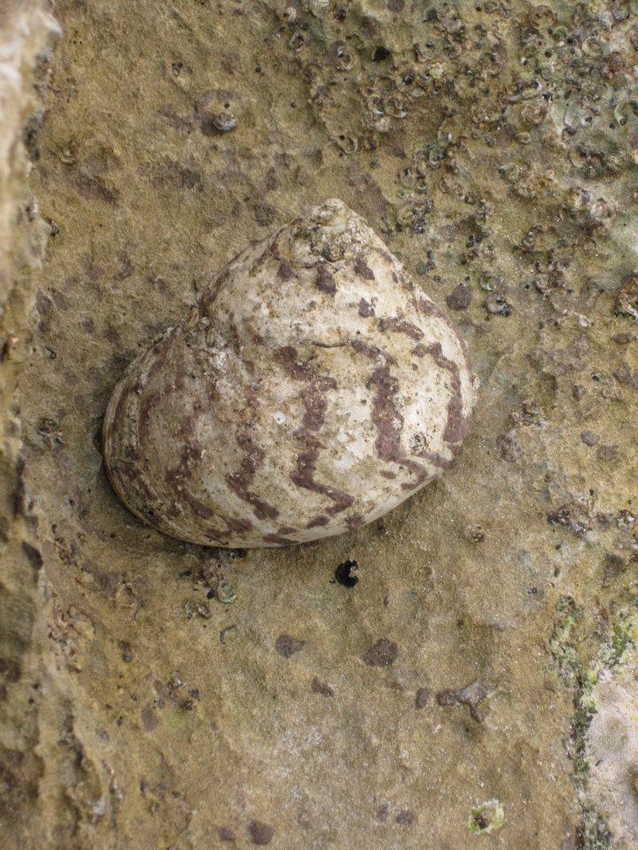 A West Indian Topshell found a stones throw from the site of species reintroduction in 1982.