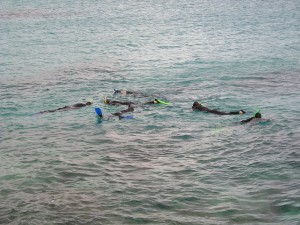 Studying coral and fish at John Smith's Bay
