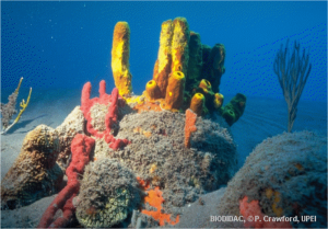 sponge