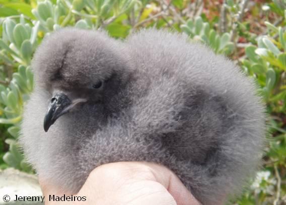 An adorable Cahow, or Bermuda Petrol, chick.
