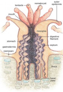 413px-Coral_polyp