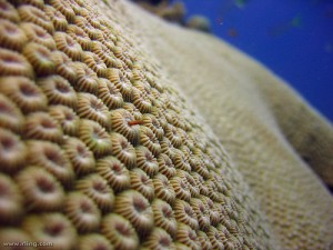 9464great star coral