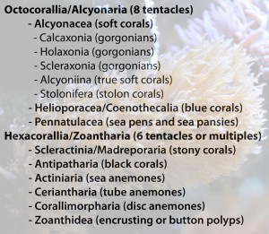 coraltax