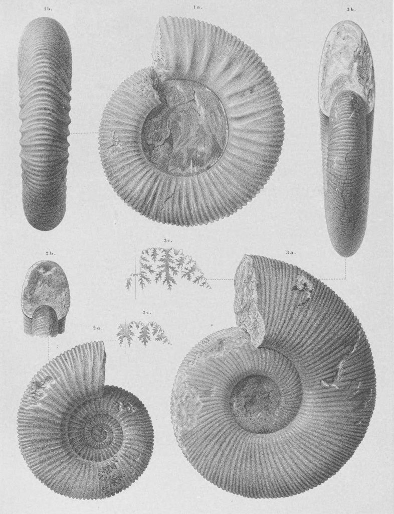 amonite fossils