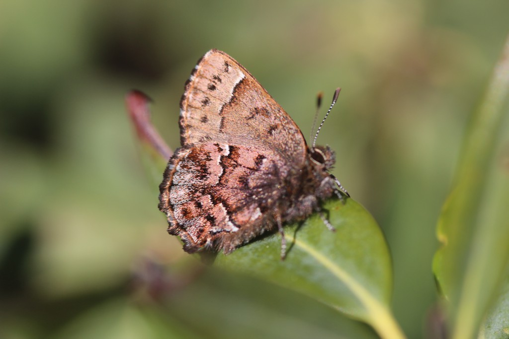 bog elfin
