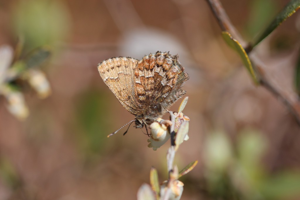 eastern pine elfin2