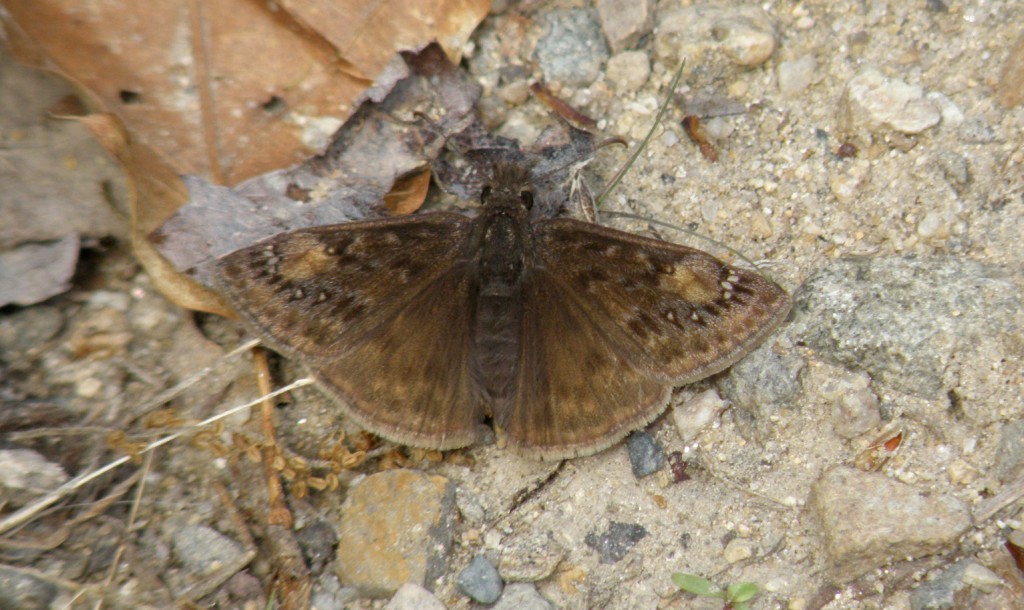 Hesperiidae Hesperia sassacus Indian Skipper Kennebunk Plains Sanford