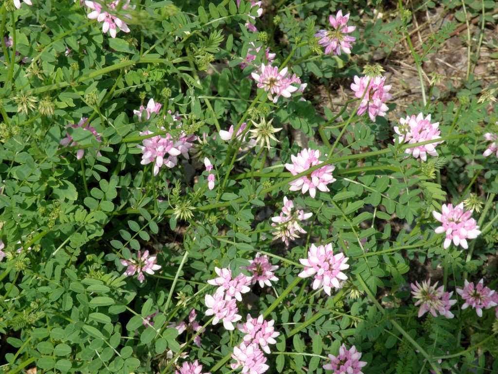 Guilford Maine Crown Vetch