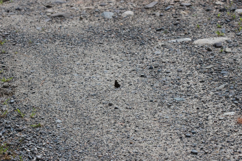 Green Comma - road