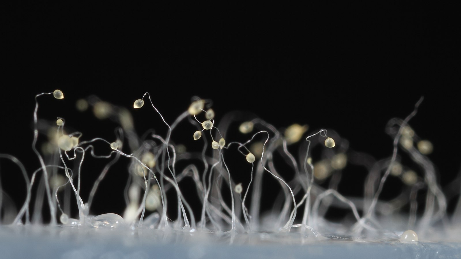 Suegene Noh