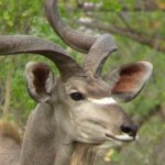 IMG_0402-1-620x4652